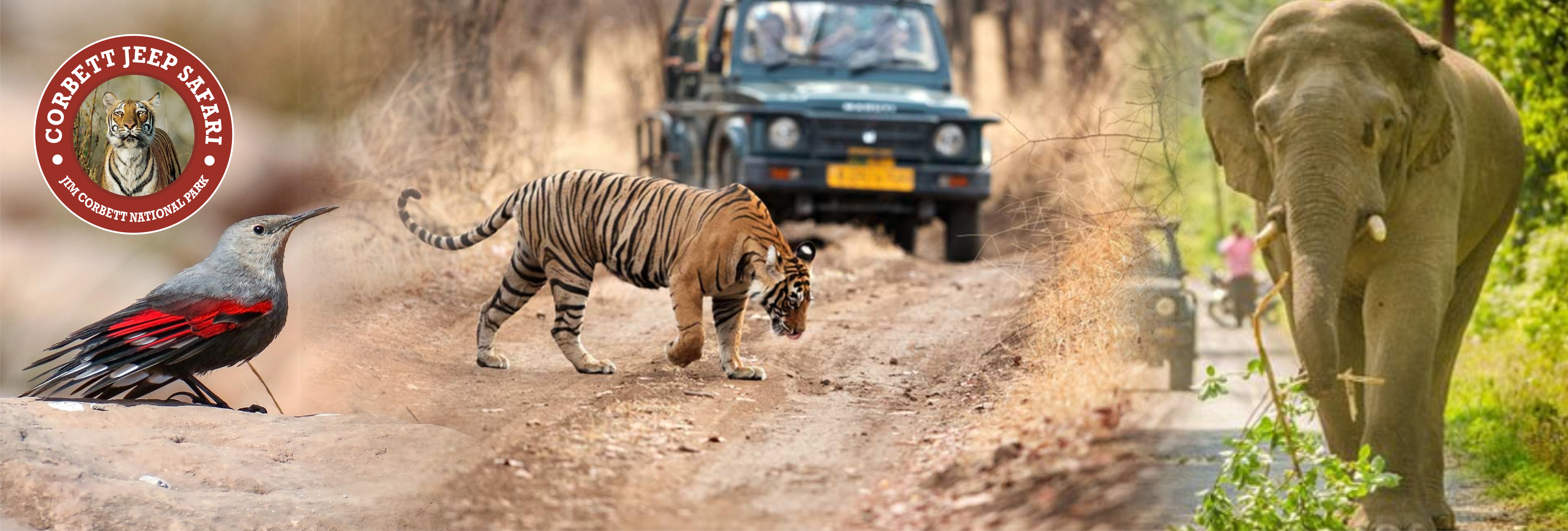 Fauna Of Corbett National Park