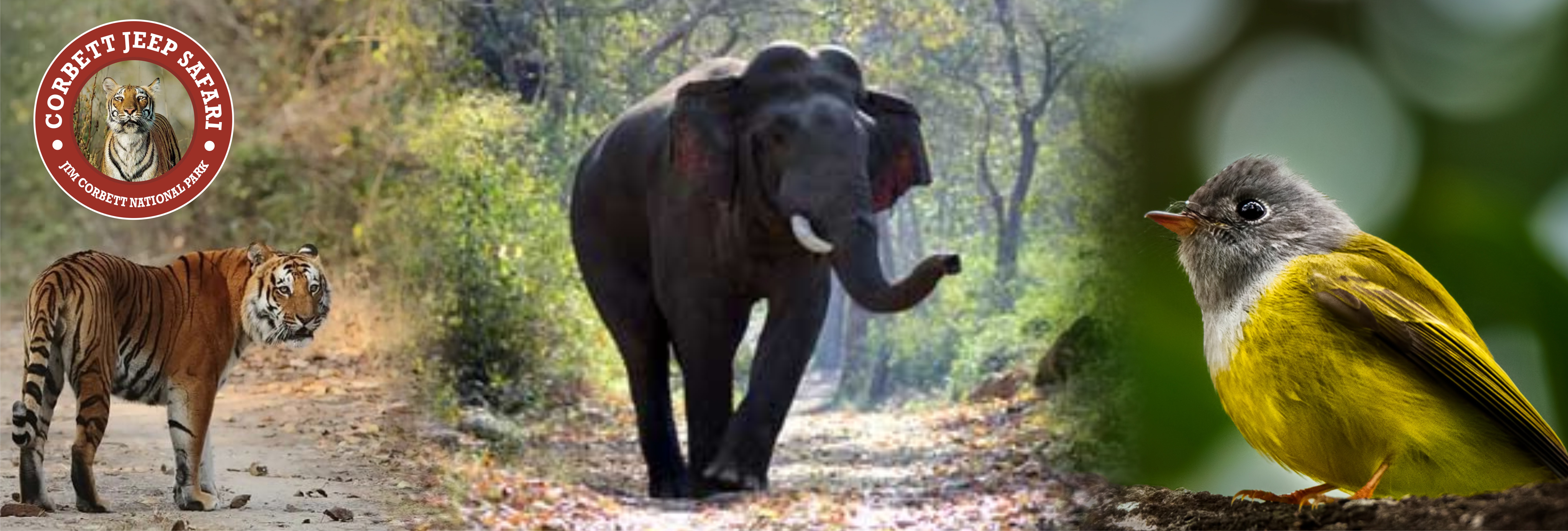 Flora Of Corbett National Park