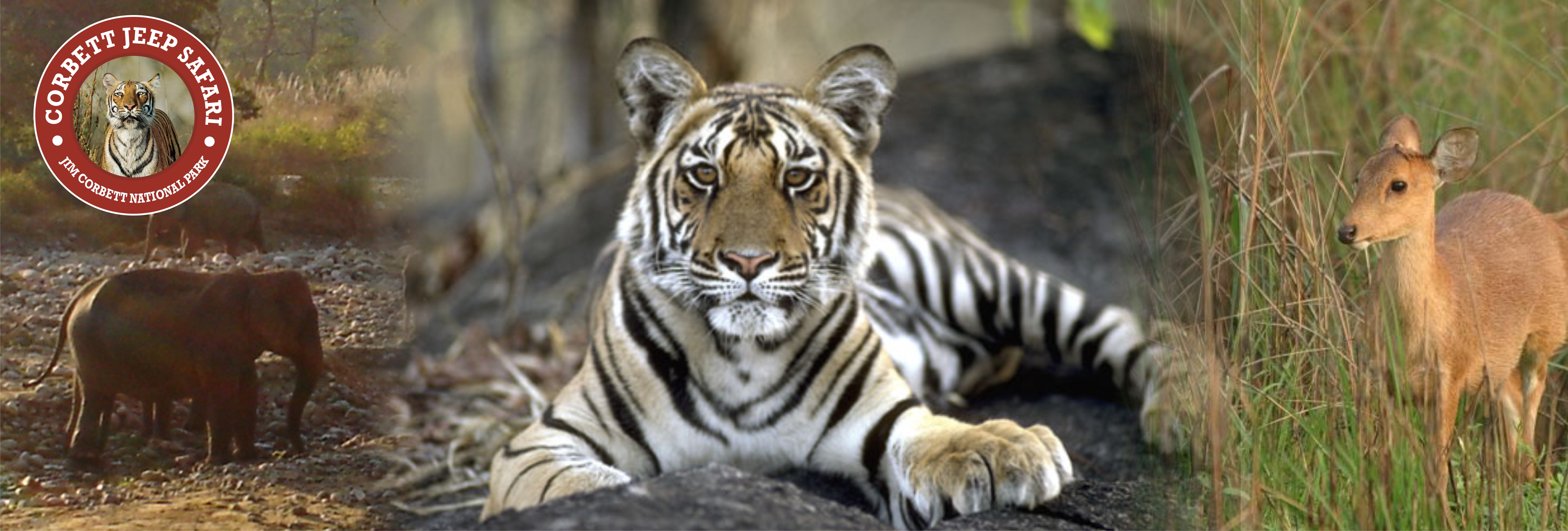 Gypsy Safari In Corbett